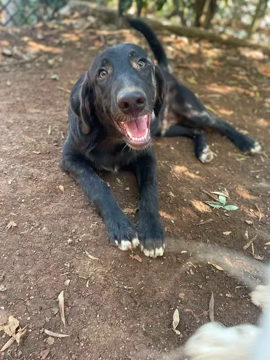 Merlot, cane meticcio in adozione a Latina - foto 4