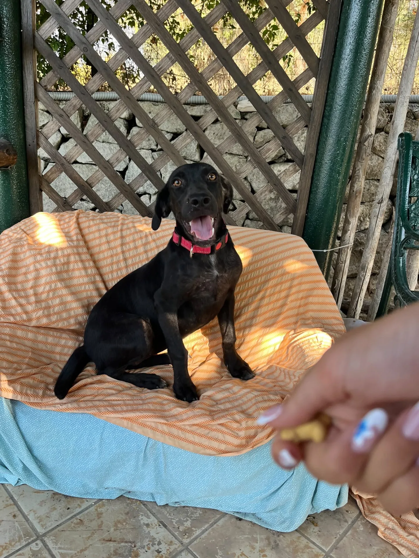 Vicky, cane in adozione a Siracusa - foto 3