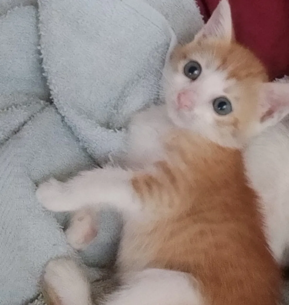 Ambra e Perla, gatto Europeo in adozione a Vibo Valentia - foto 2