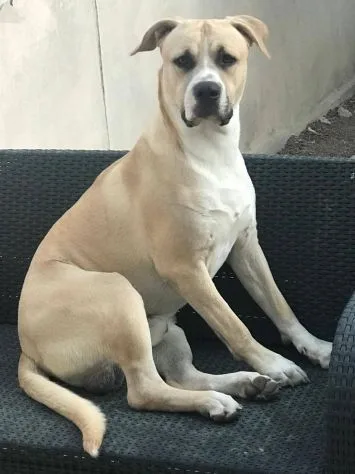 Tyson, cane meticcio in adozione a Roma - foto 4