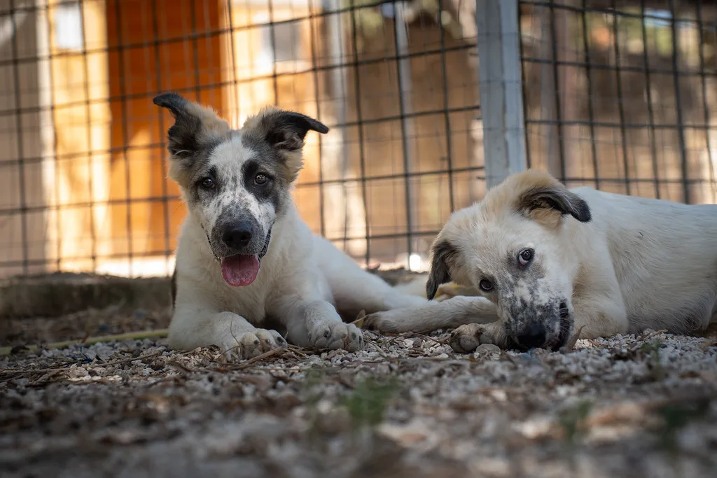 Lillo, cane Meticcio in adozione - foto 4