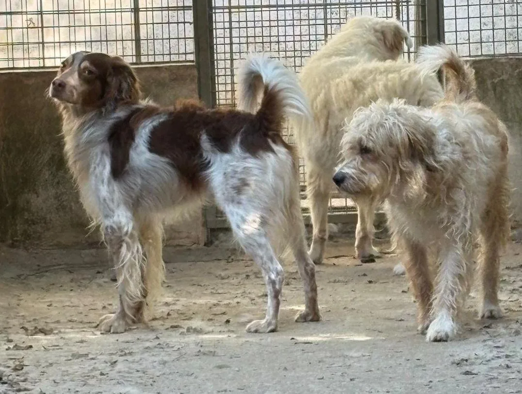 Balto e Artù, cane Mix spinone e mix Breton in adozione a Treviso - foto 4
