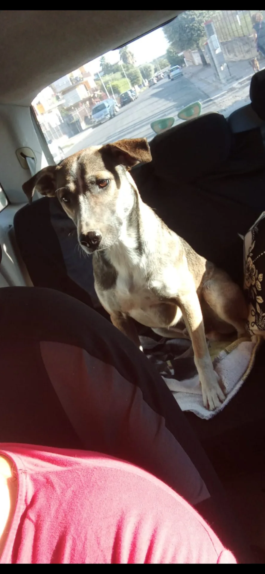 Jason, cane Meticcio in adozione a Napoli - foto 1