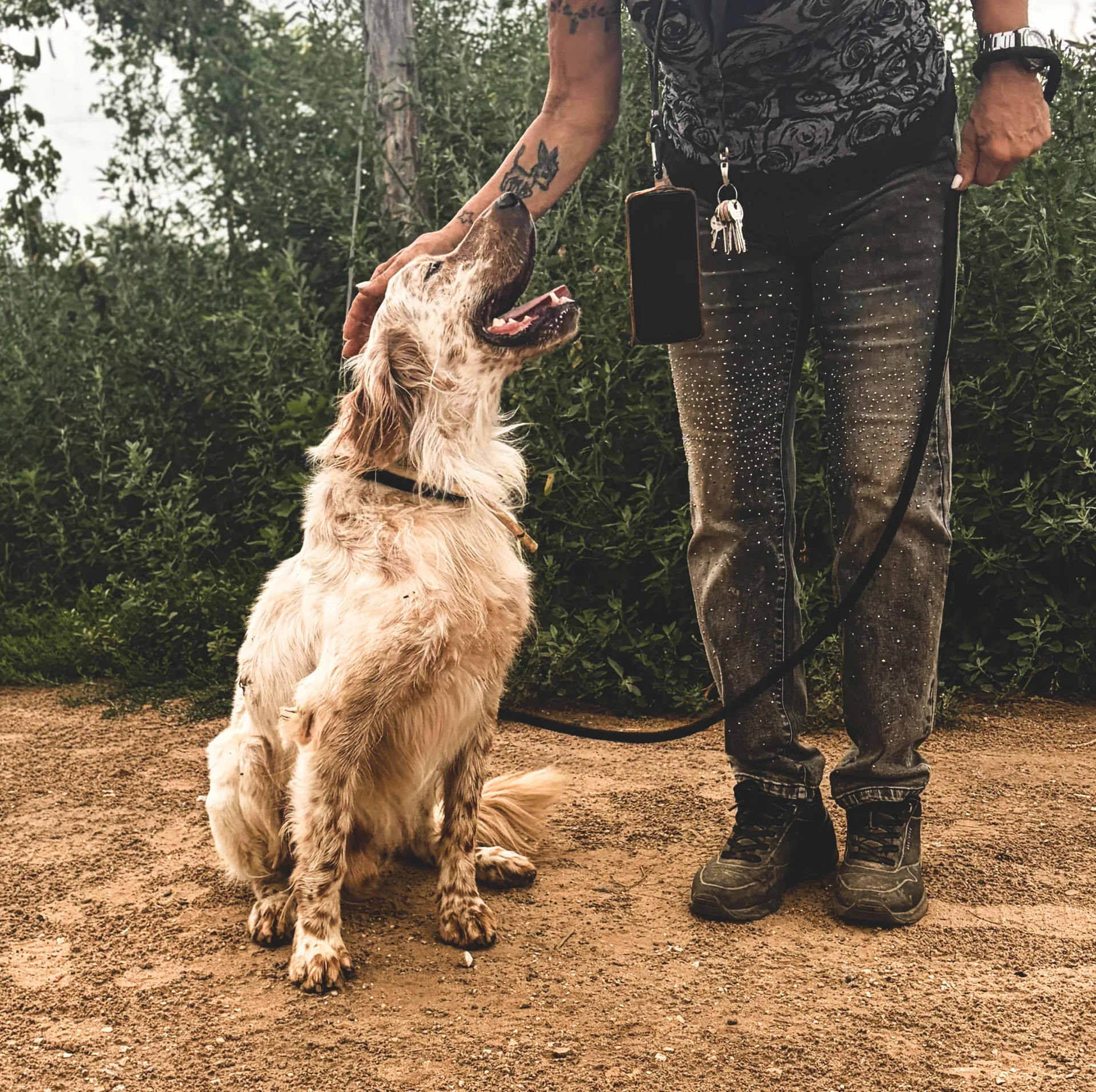 Lord, cane Setter in adozione a Roma - foto 3