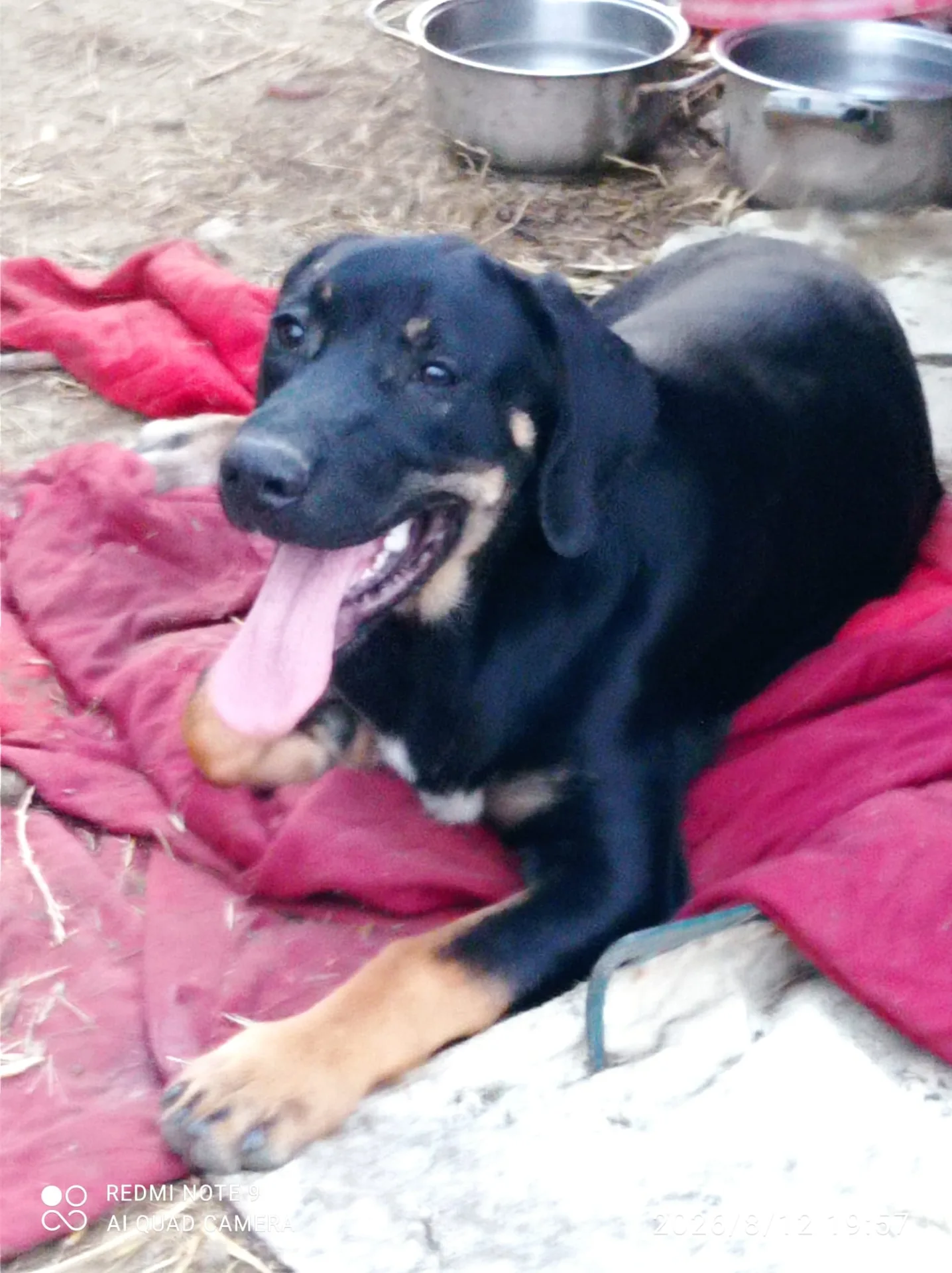 Foto 4 di Alvin, cane Meticcio in adozione