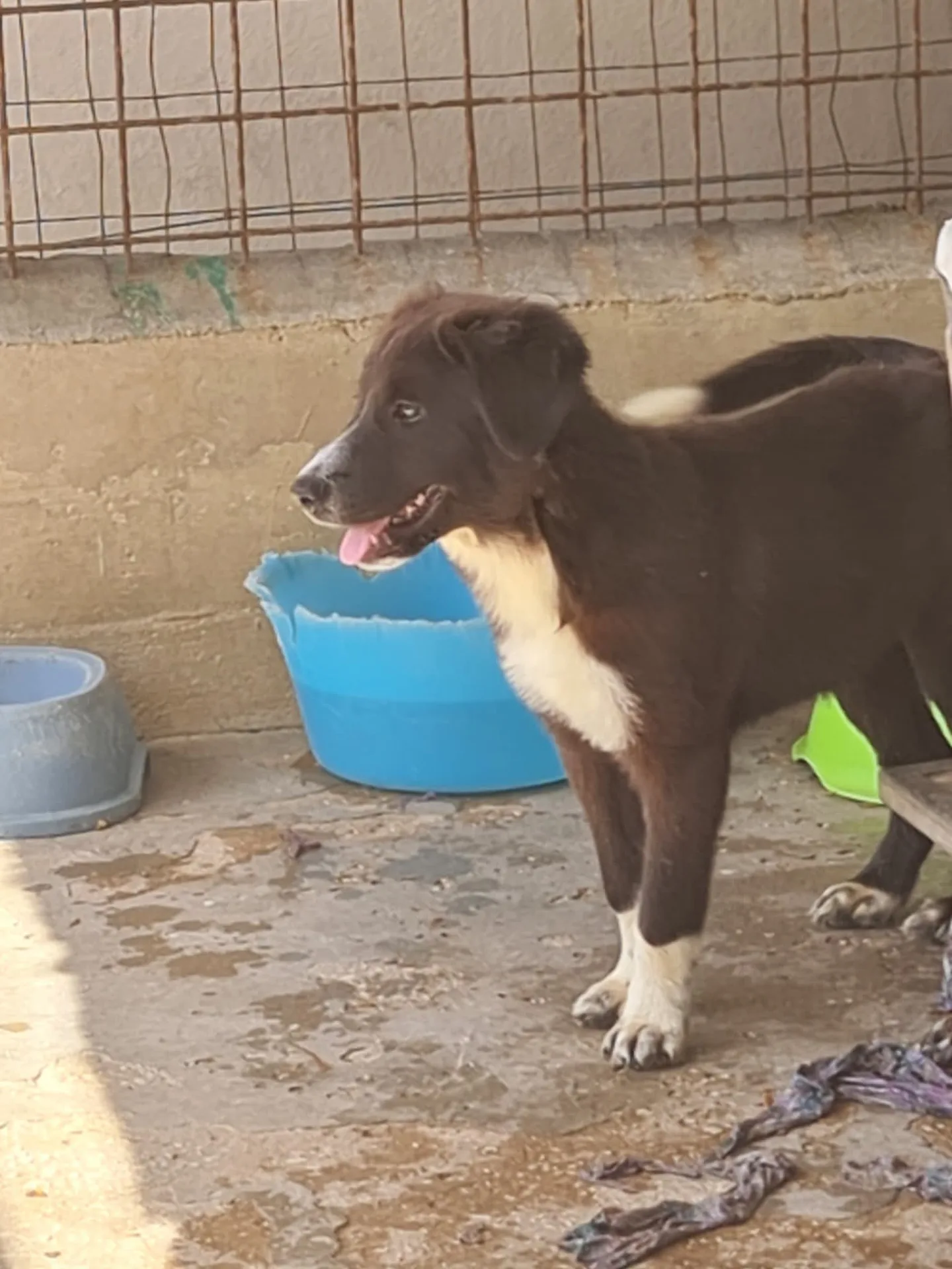 Maya, cane Meticcio in adozione a Trapani - foto 2