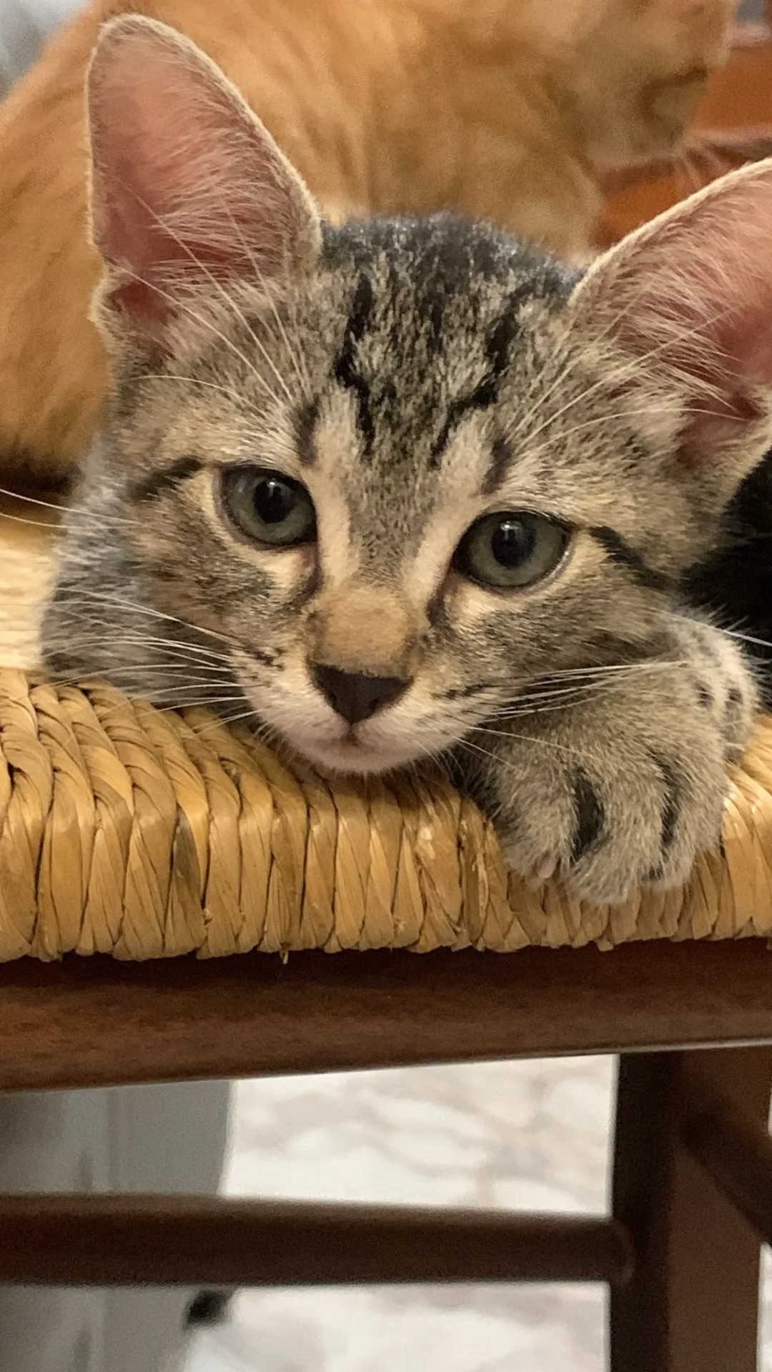 Teodoro, gatto Europeo in adozione a Palermo