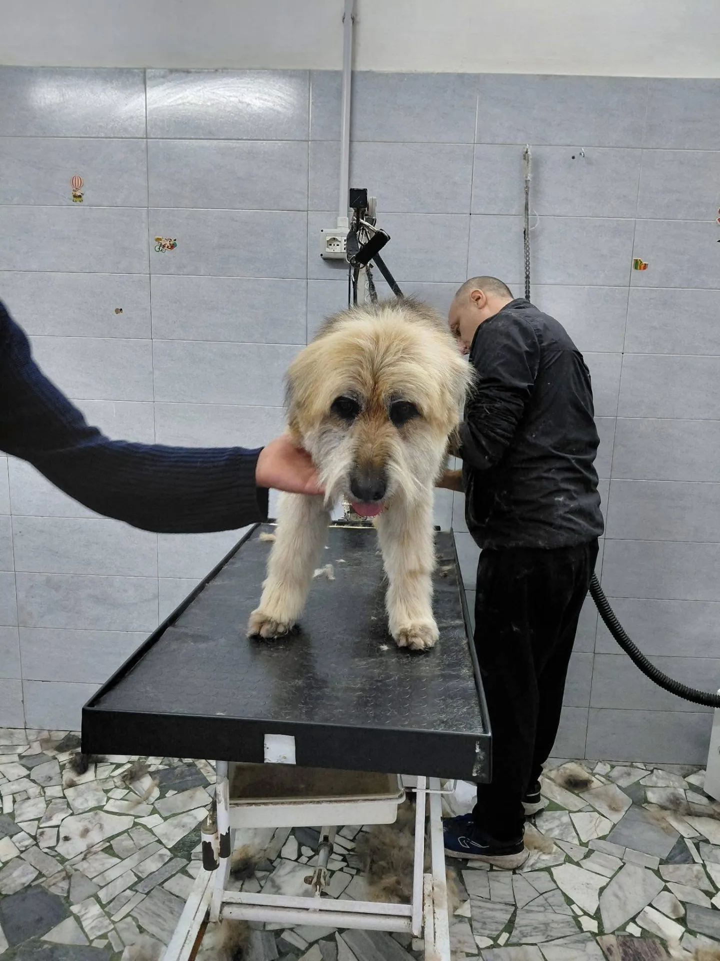 PELUCHE, cane Spinone in adozione a Taranto - foto 5