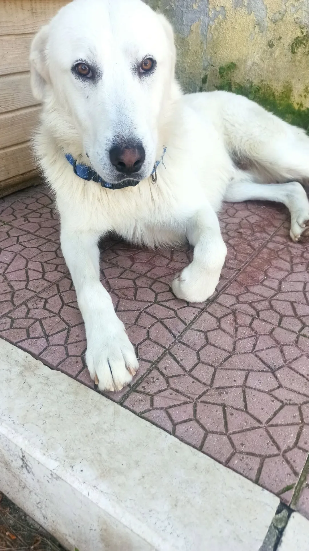 Blanco, cane Simil labrador in adozione a Bari - foto 4