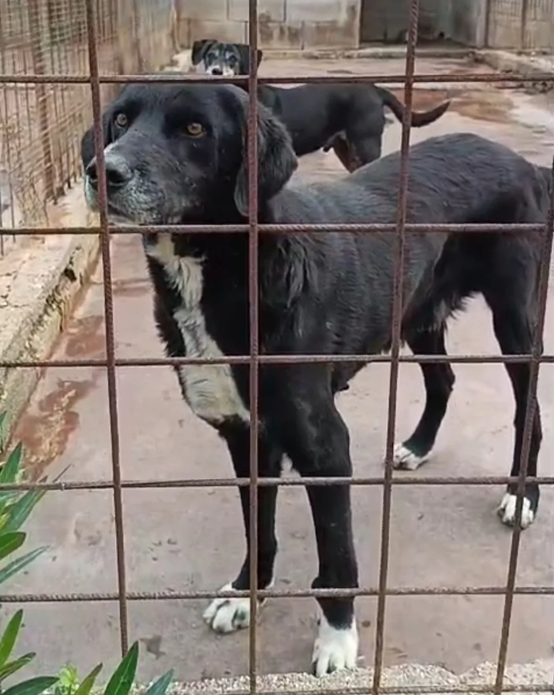 Giulio, cane Meticcio in adozione a Siracusa - foto 2