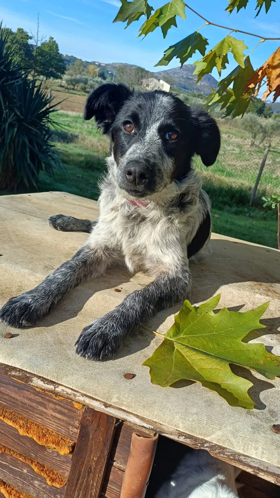 Margot, cane Meticcio in adozione a Caserta - foto 1