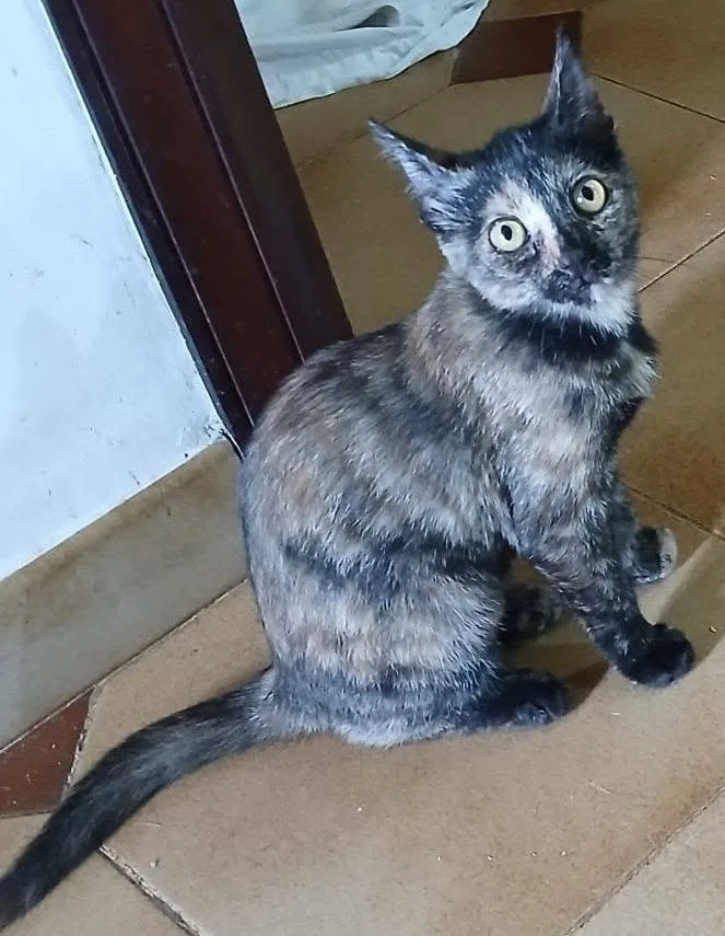 Tarty, gatto in adozione a Latina - foto 1