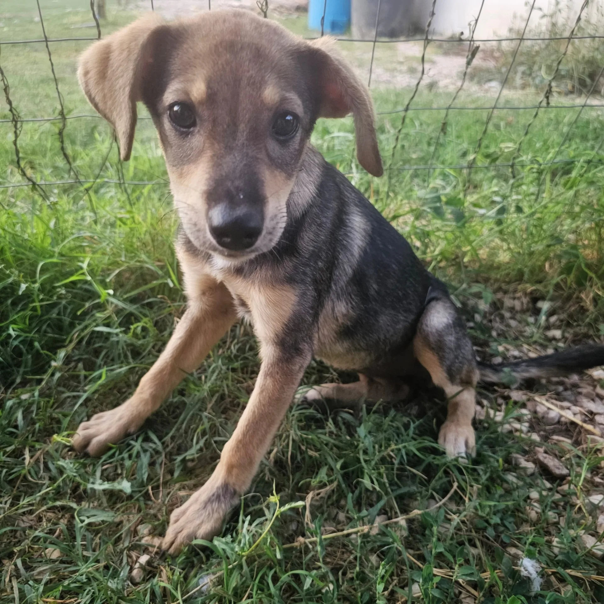 Agostina, cane Meticcio in adozione a Frosinone - foto 1