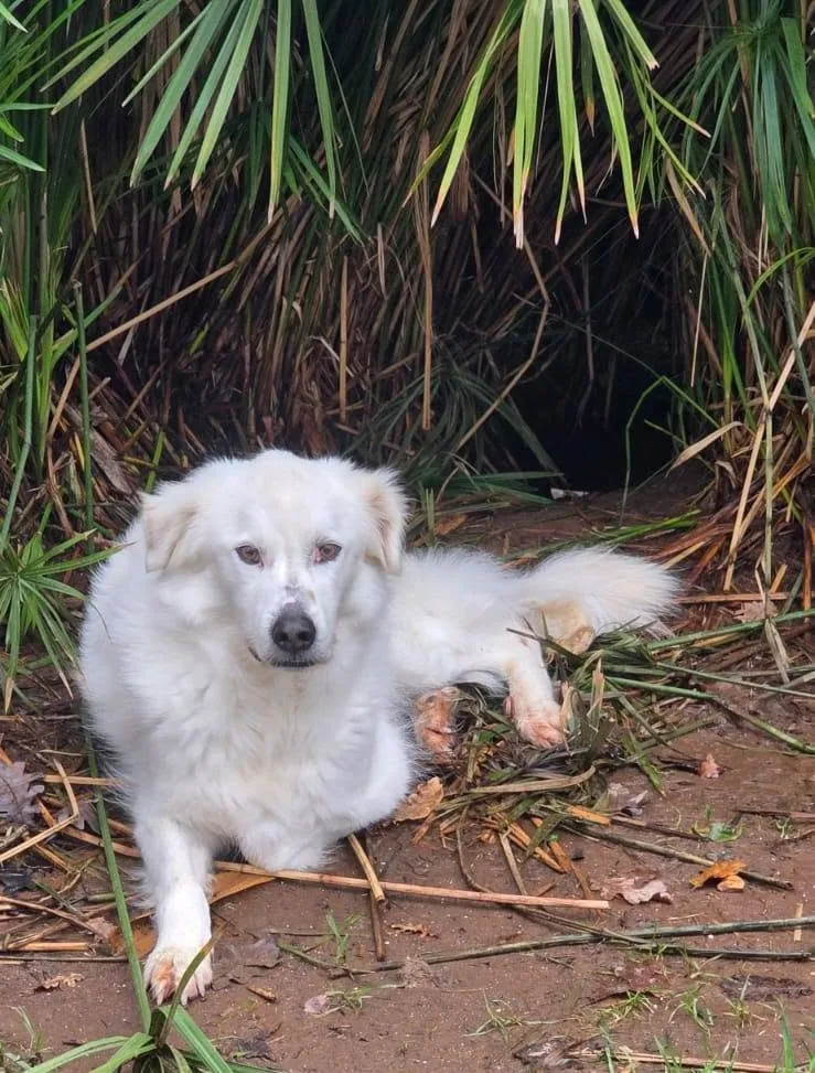 Savino, cane meticcio in adozione a Latina - foto 2