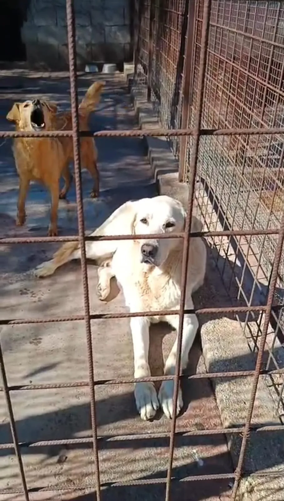 Simon, cane Meticcio in adozione a Siracusa - foto 1