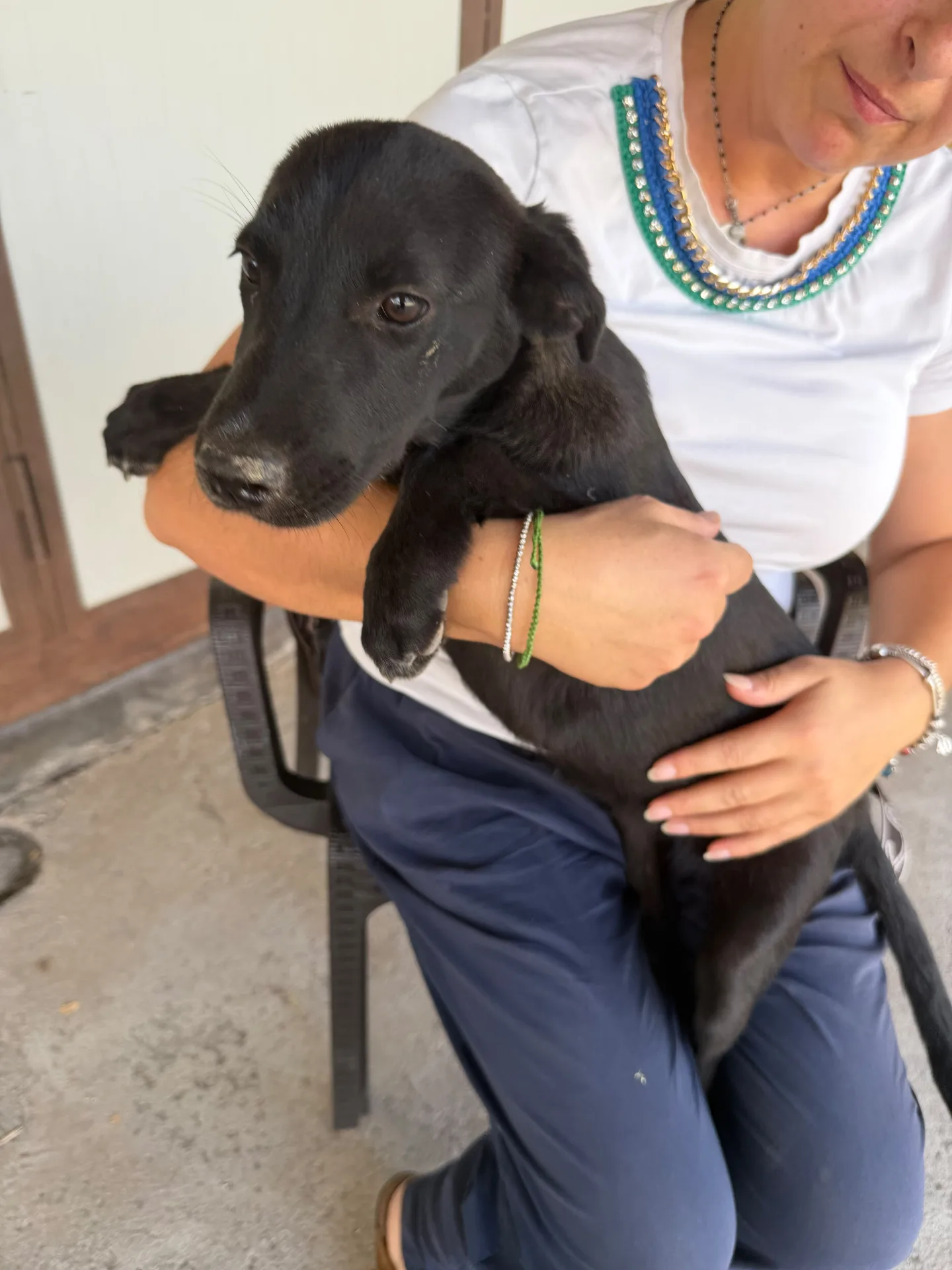 Bruna, cane Meticcio in adozione a Benevento - foto 3