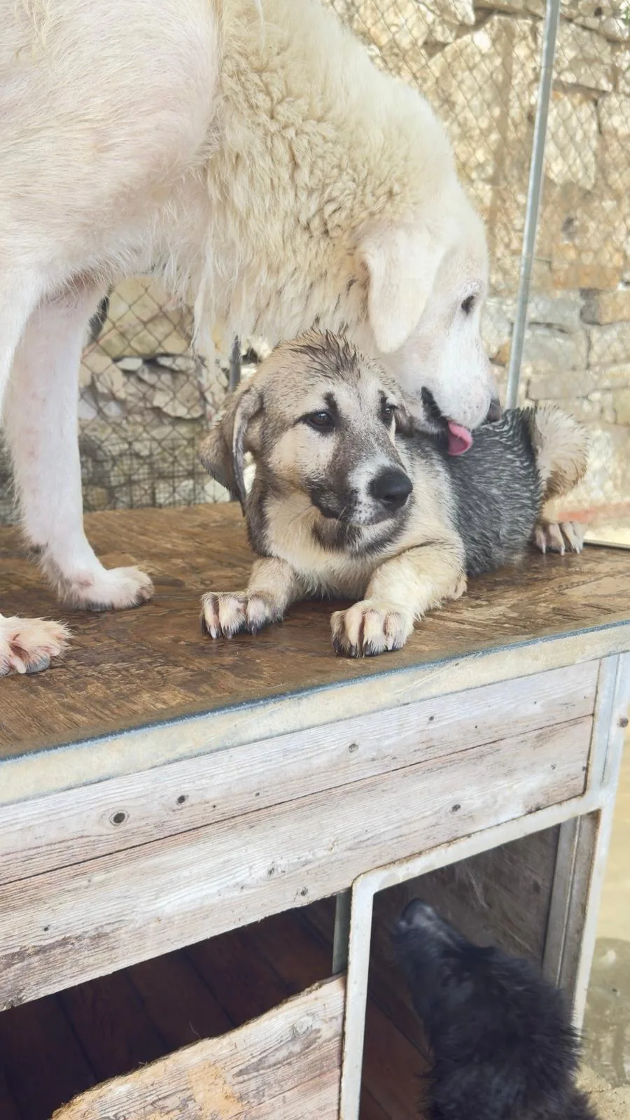 Lilla, cane Meticcio in adozione a Trapani - foto 1