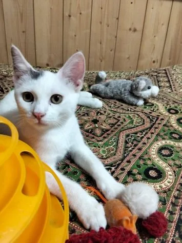 Oreste, gatto in adozione a Roma - foto 1