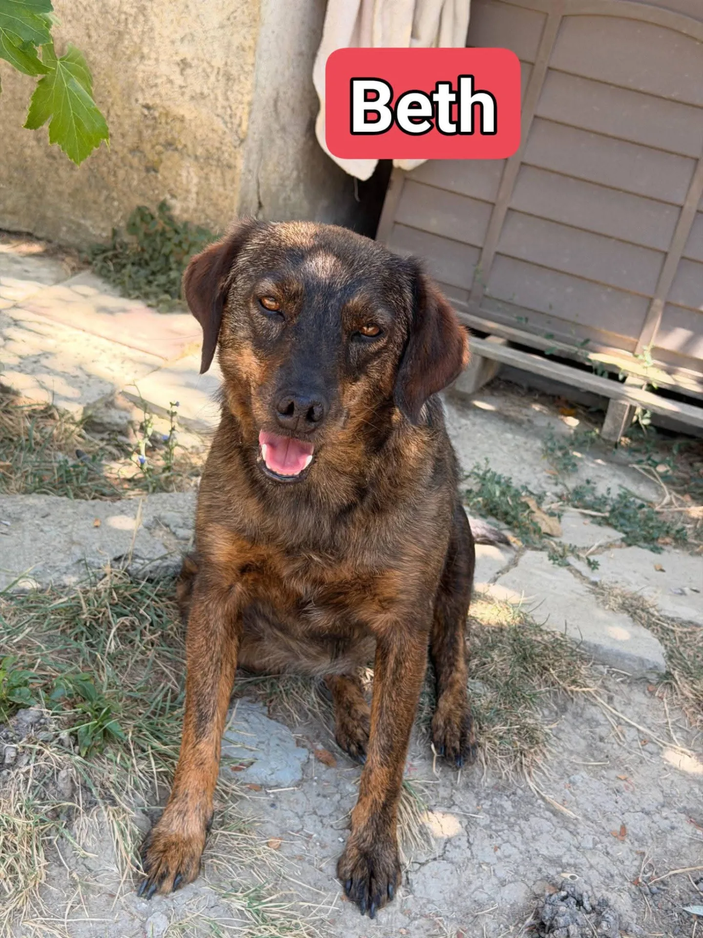 Beth, cane Meticcio in adozione a Treviso - foto 1