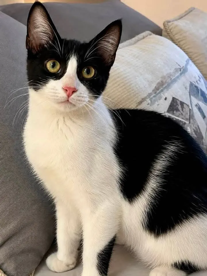 Felix, gatto Meticcio in adozione a Trapani - foto 1