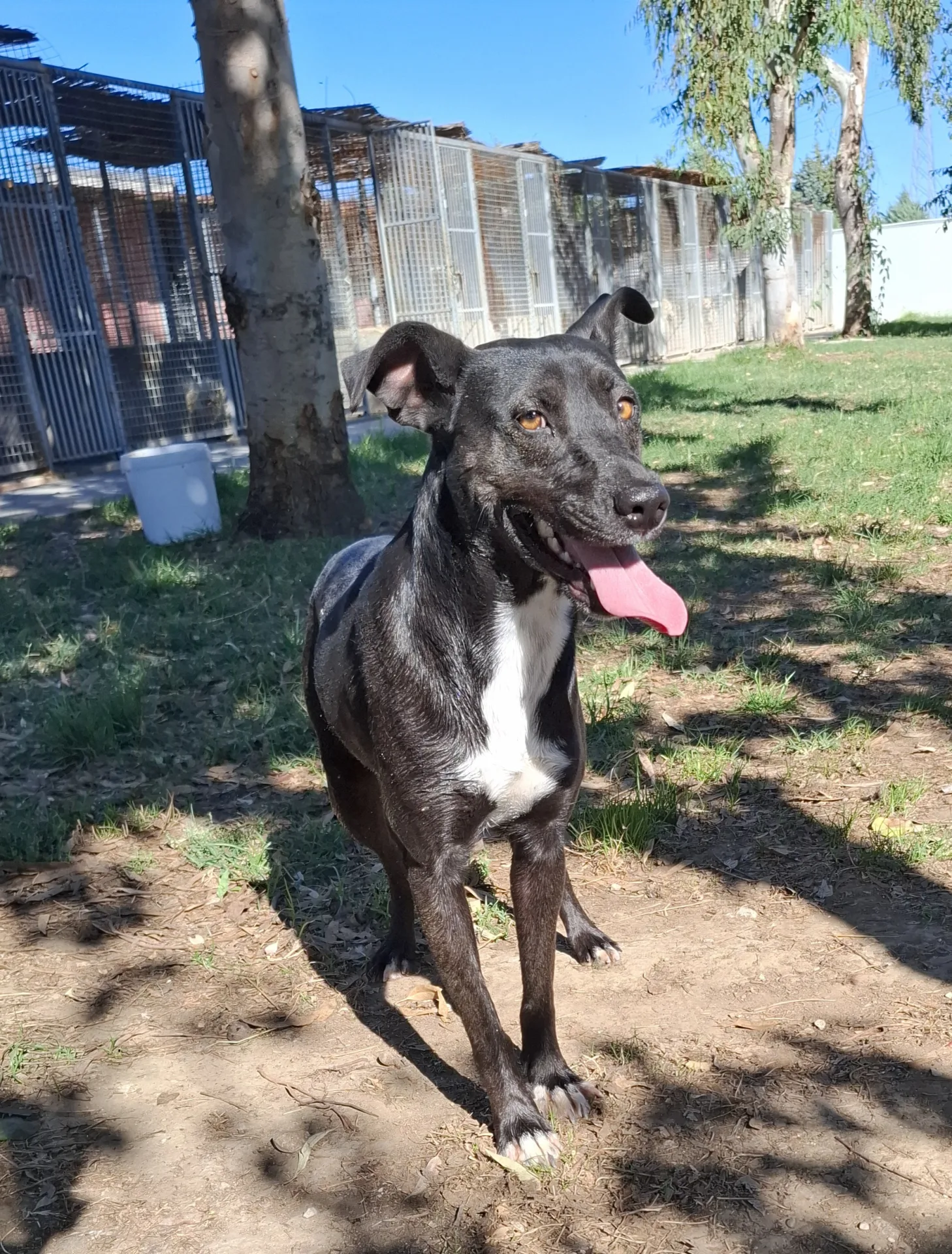 Foto 1 di Licia, cane Meticcia in adozione