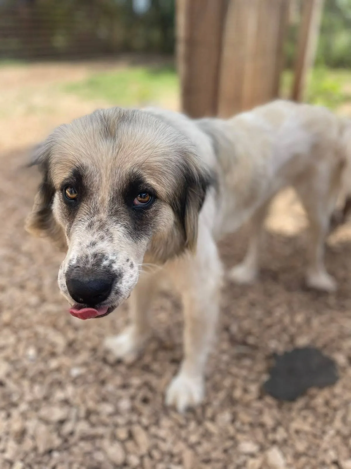 Lalla, cane meticcio in adozione a Latina - foto 5
