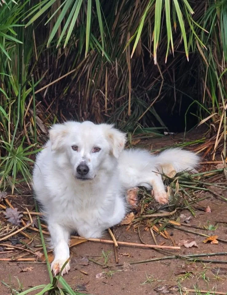Savino, cane meticcio in adozione a Latina - foto 3