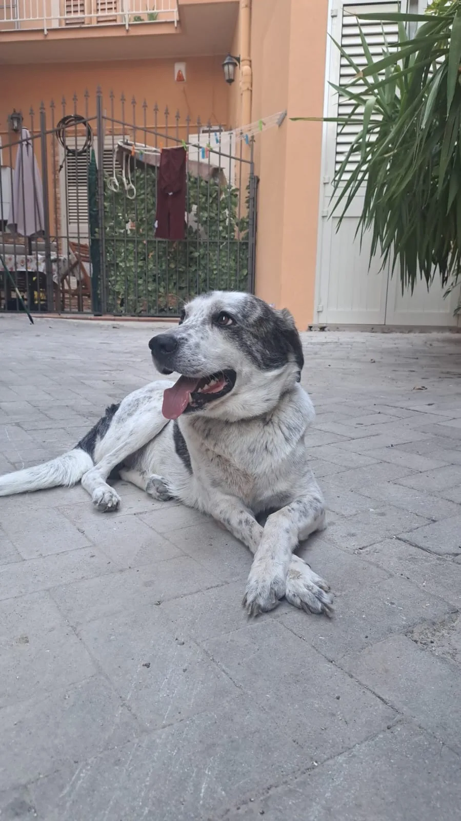 NELLO, cane Meticcio in adozione a Agrigento - foto 4