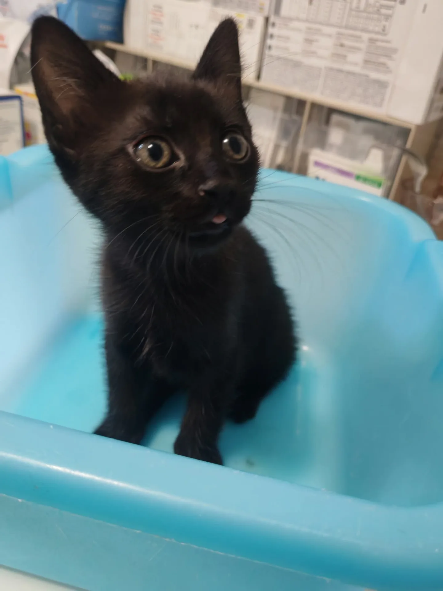Bounty,Mars e Morosita, gatto in adozione a Milano - foto 2