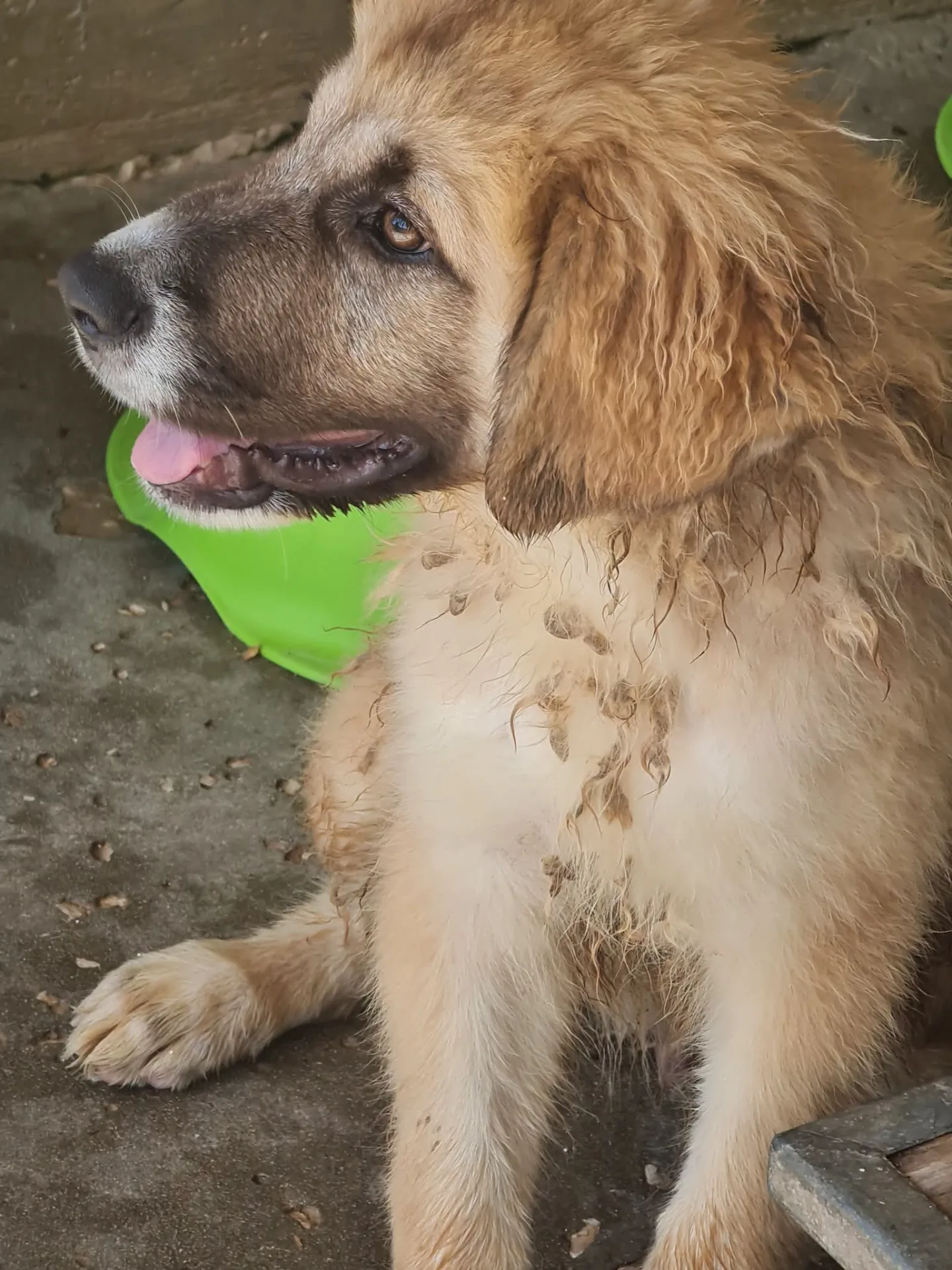 Molly, cane Meticcio in adozione a Trapani - foto 2
