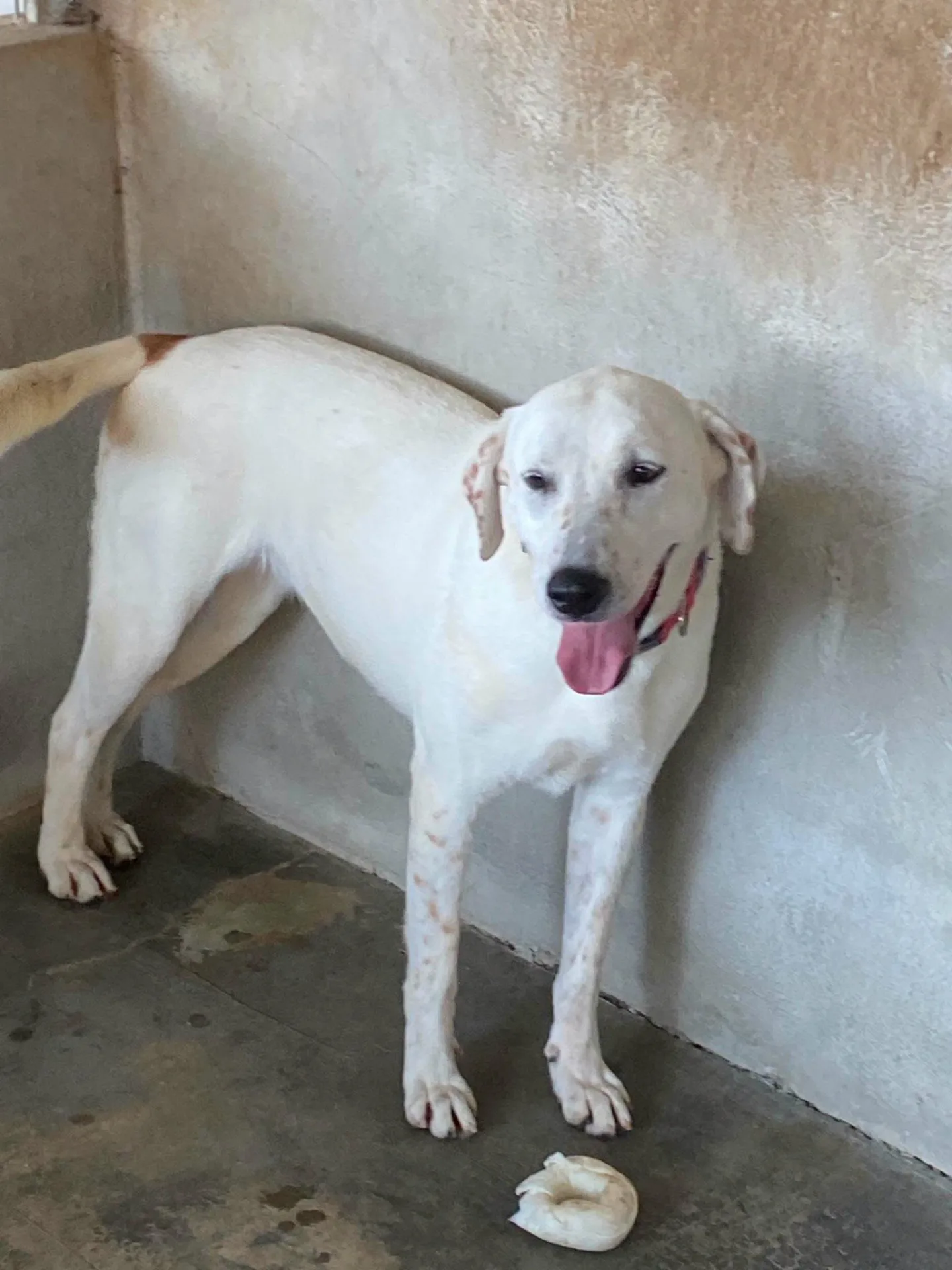 Lulù, cane Simil labrador in adozione a Bari - foto 4