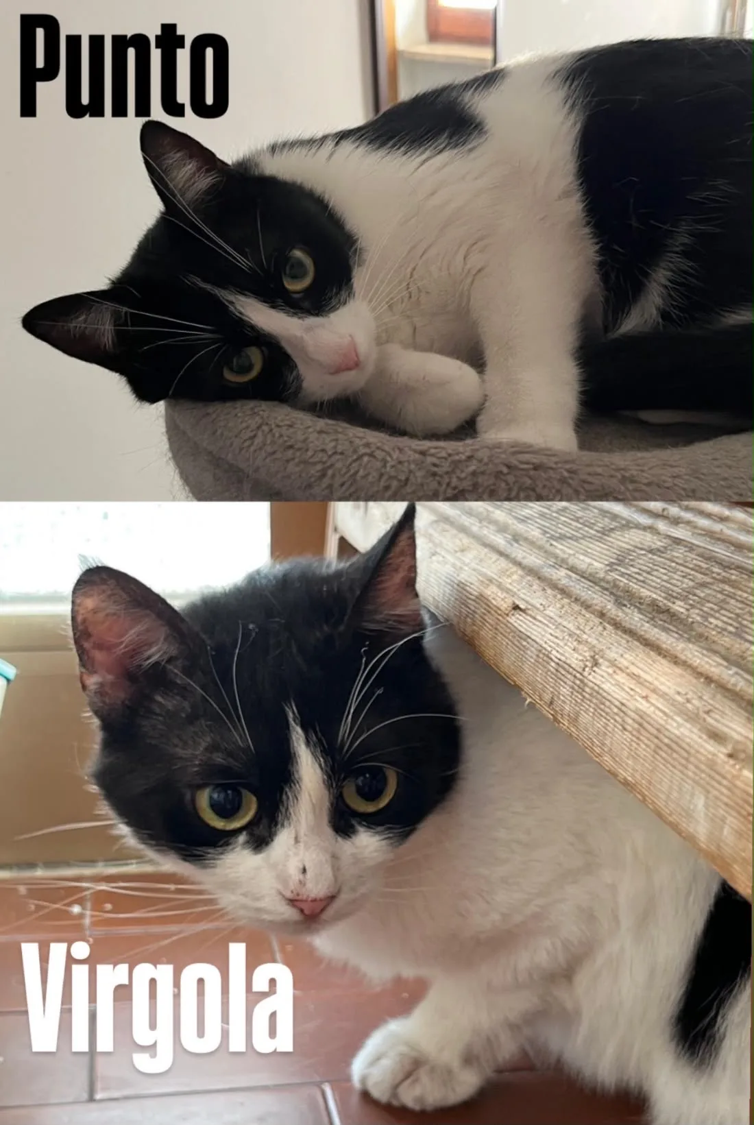 Punto & Virgola, gatto Europea in adozione a L'Aquila - foto 1