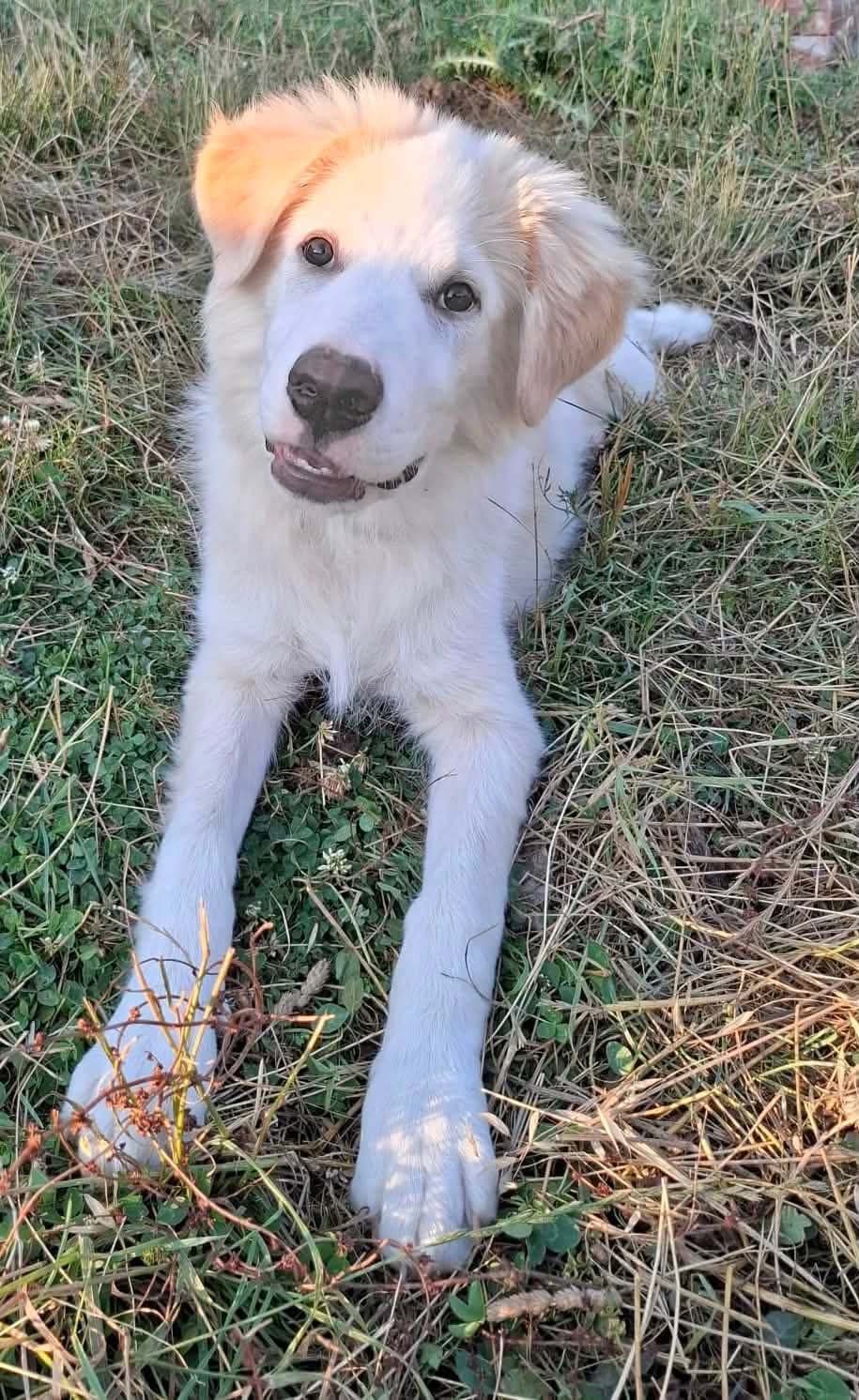 Flora, cane Simil maremmano in adozione