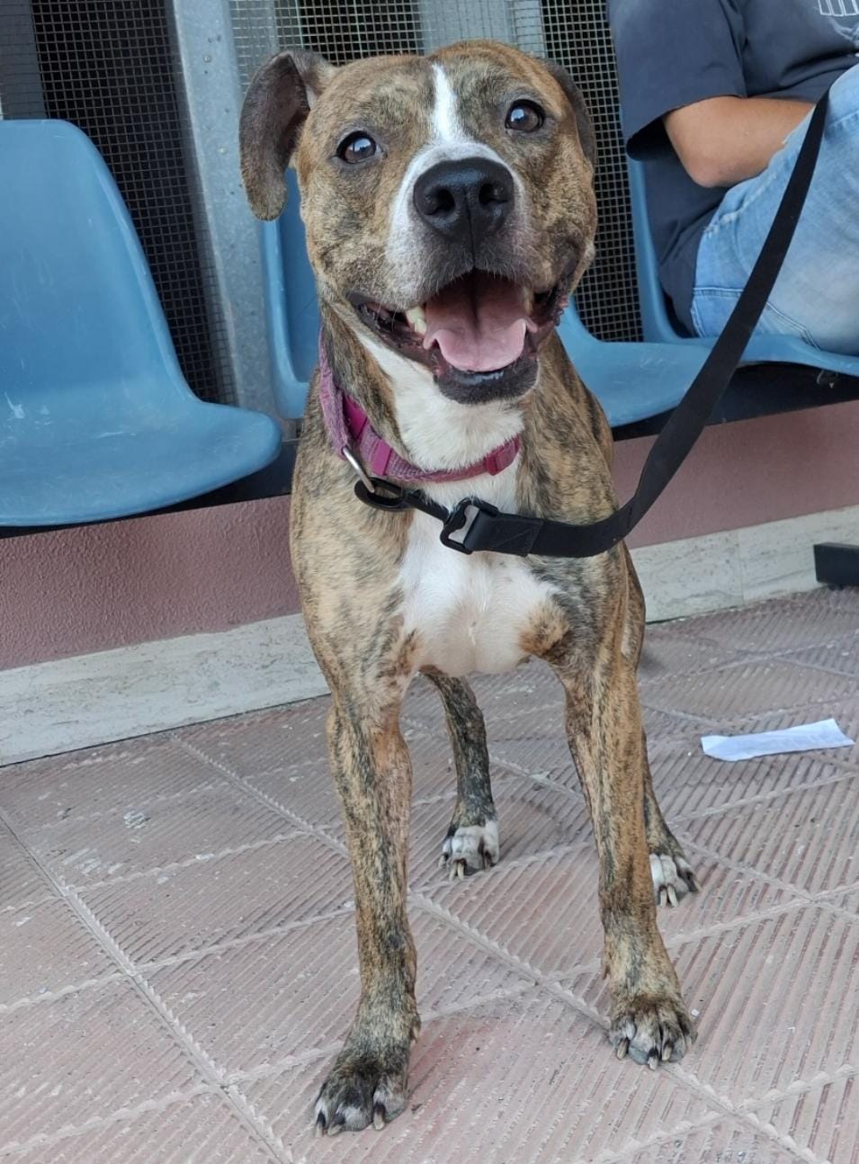 Athena, cane Pitbull in adozione