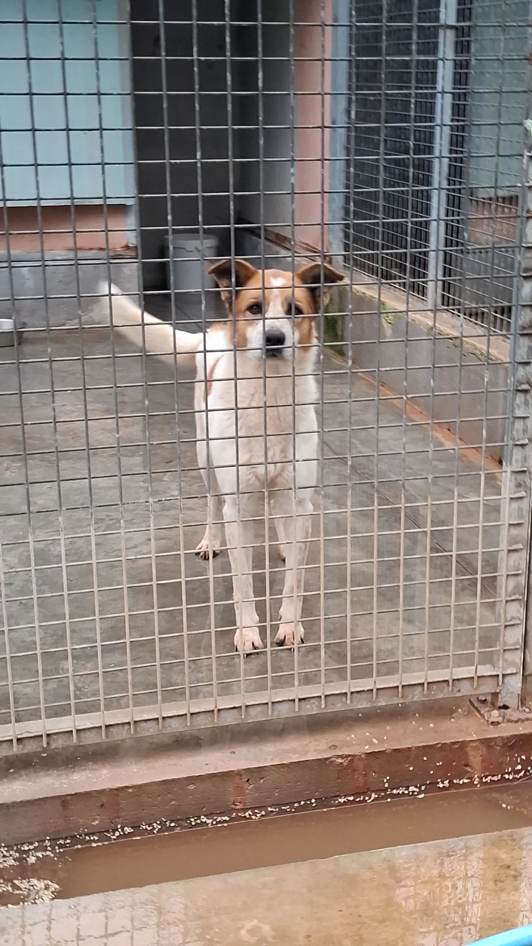 Gonzalo, cane Meticcio in adozione a Napoli - foto 4