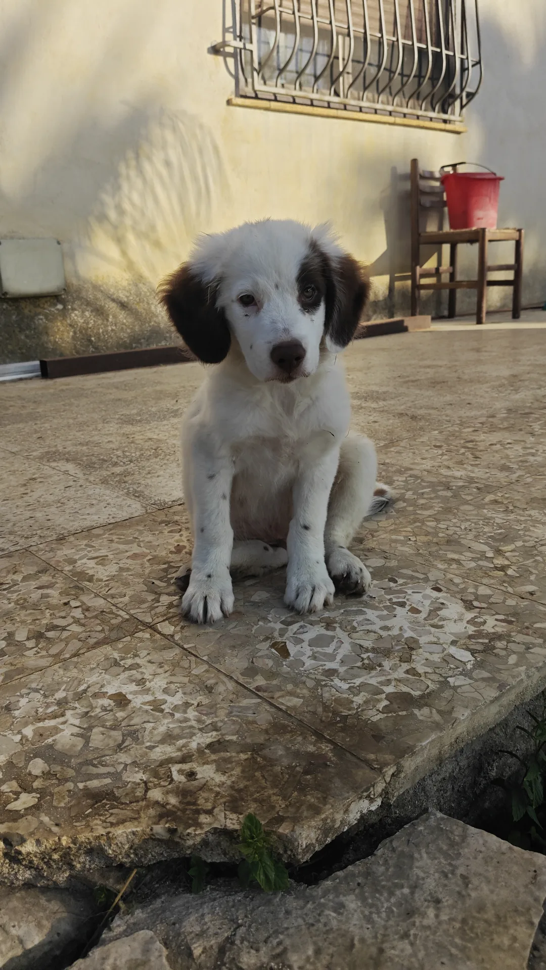 Vasco, cane Meticcio in adozione a Trapani - foto 4