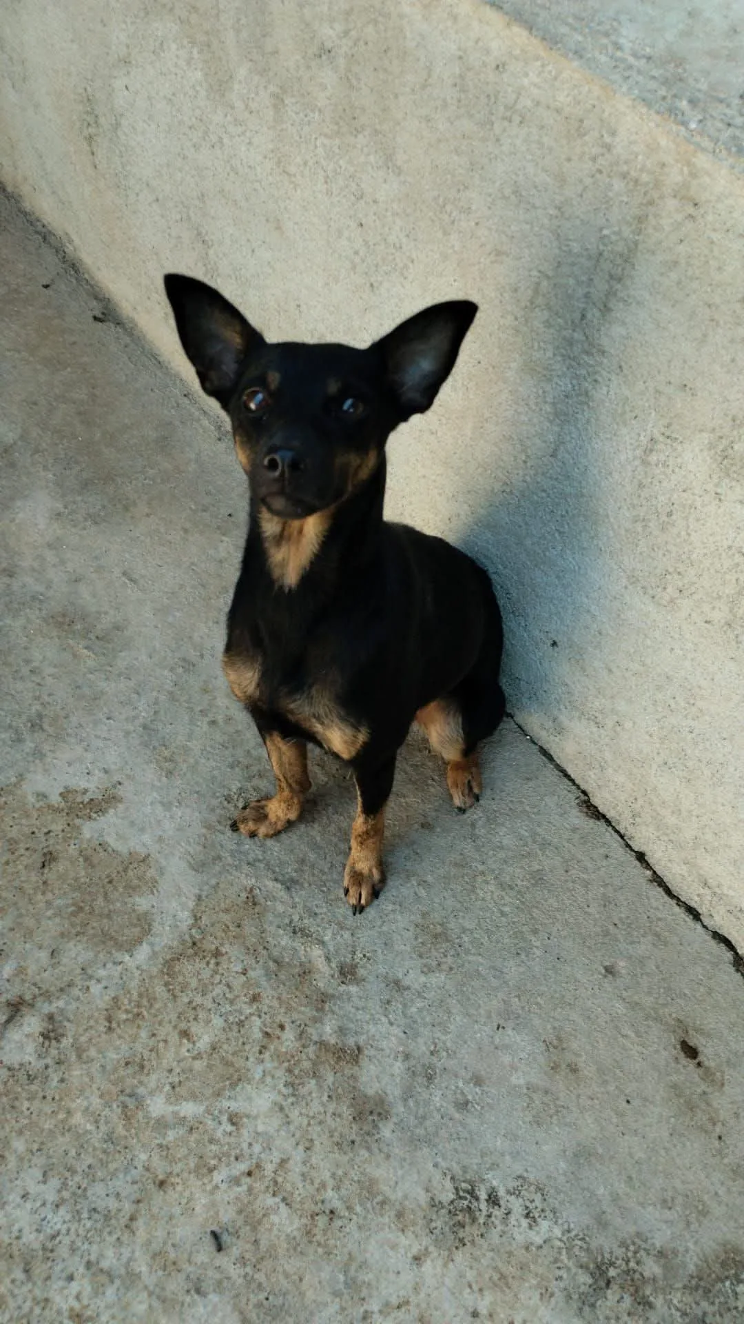 Pippa, cane Pinscher in adozione a Vibo Valentia - foto 1