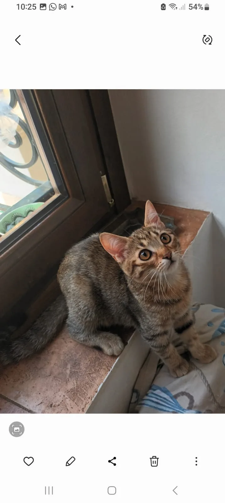 Foto 4 di Luna, gatto Europea in adozione