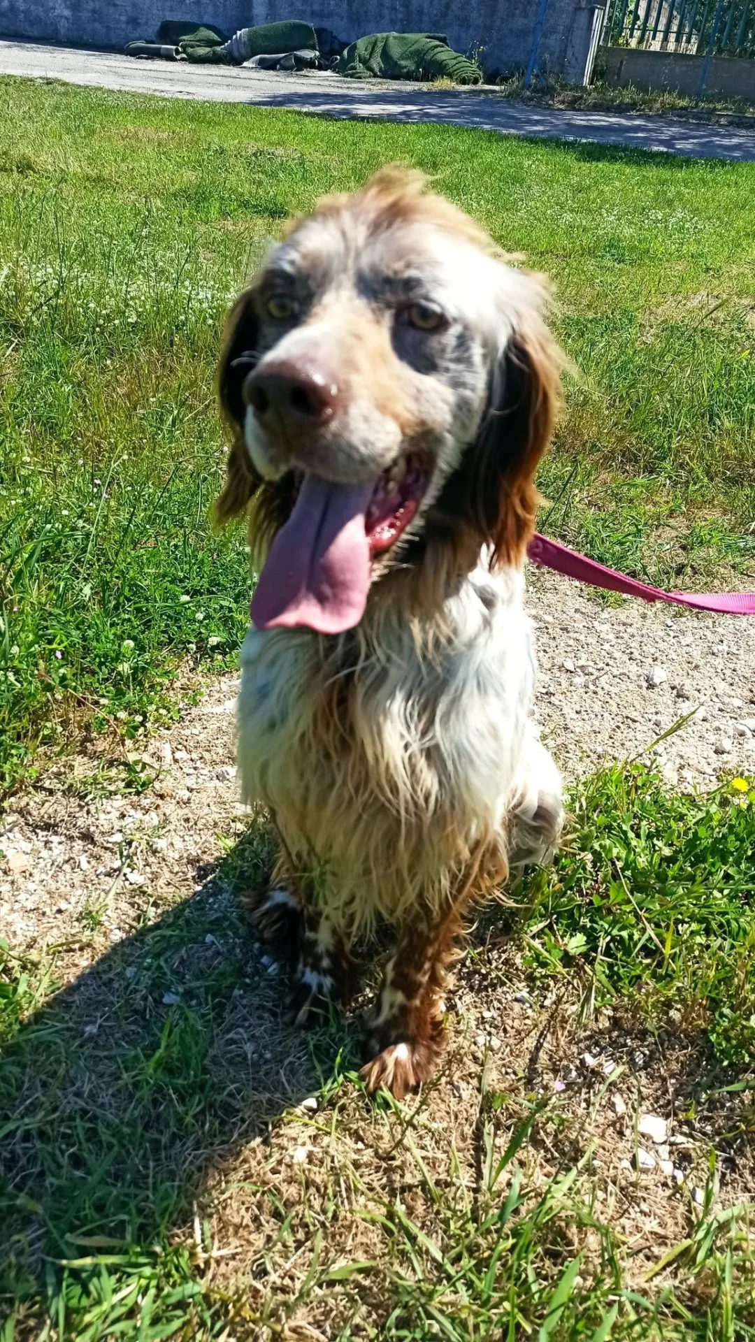 Ralph, cane setter inglese in adozione a Bari