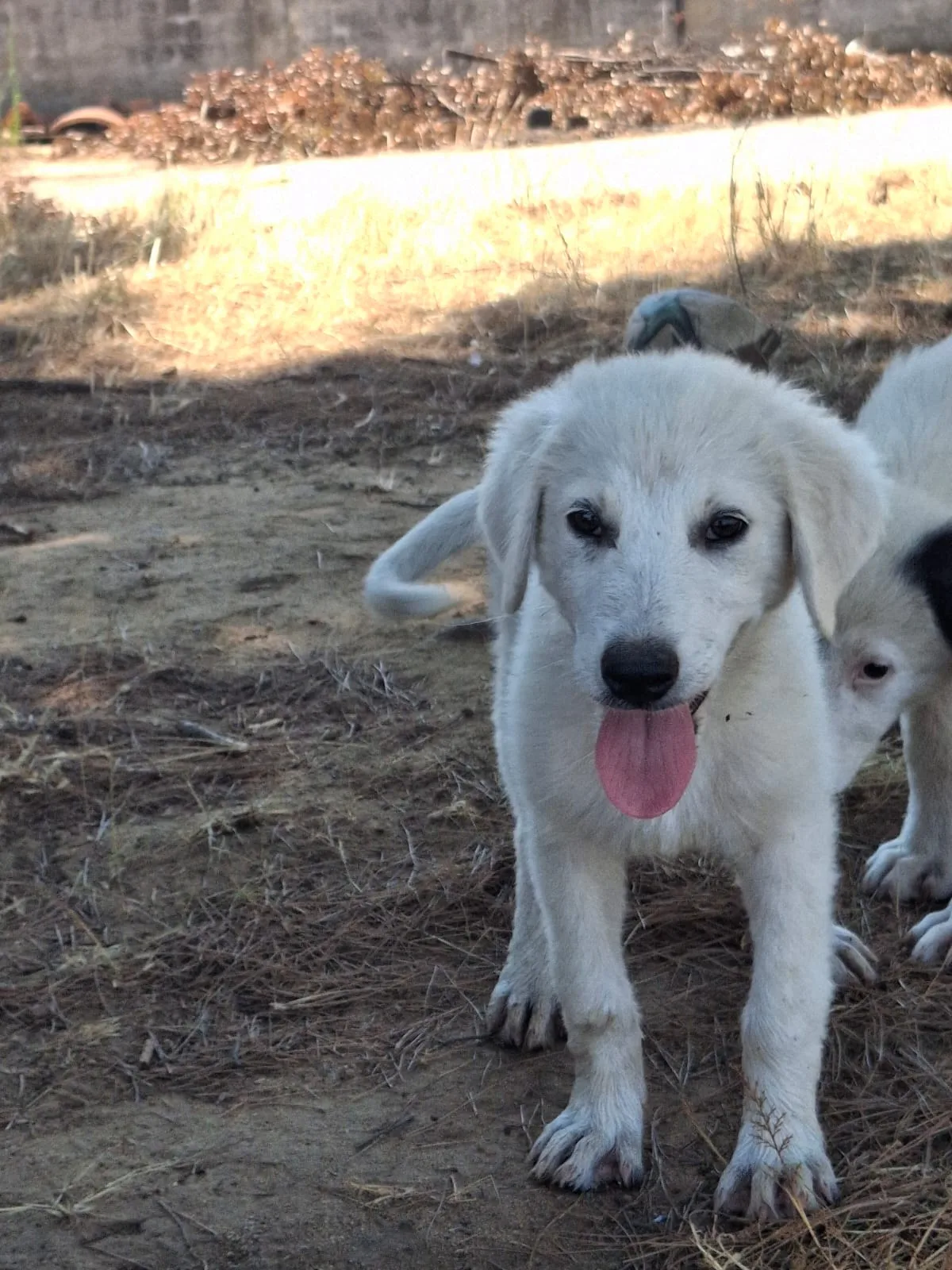 Provola, cane Mix Maremmano in adozione a Crotone - foto 3