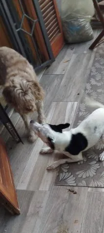 Macchietta, cane meticcio in adozione a Latina - foto 3