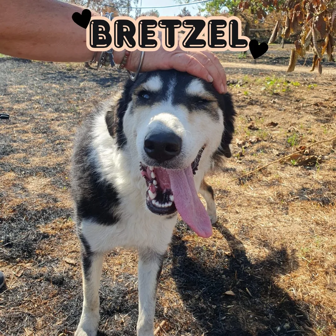 Bretzel, cane Meticcio in adozione a Crotone - foto 4