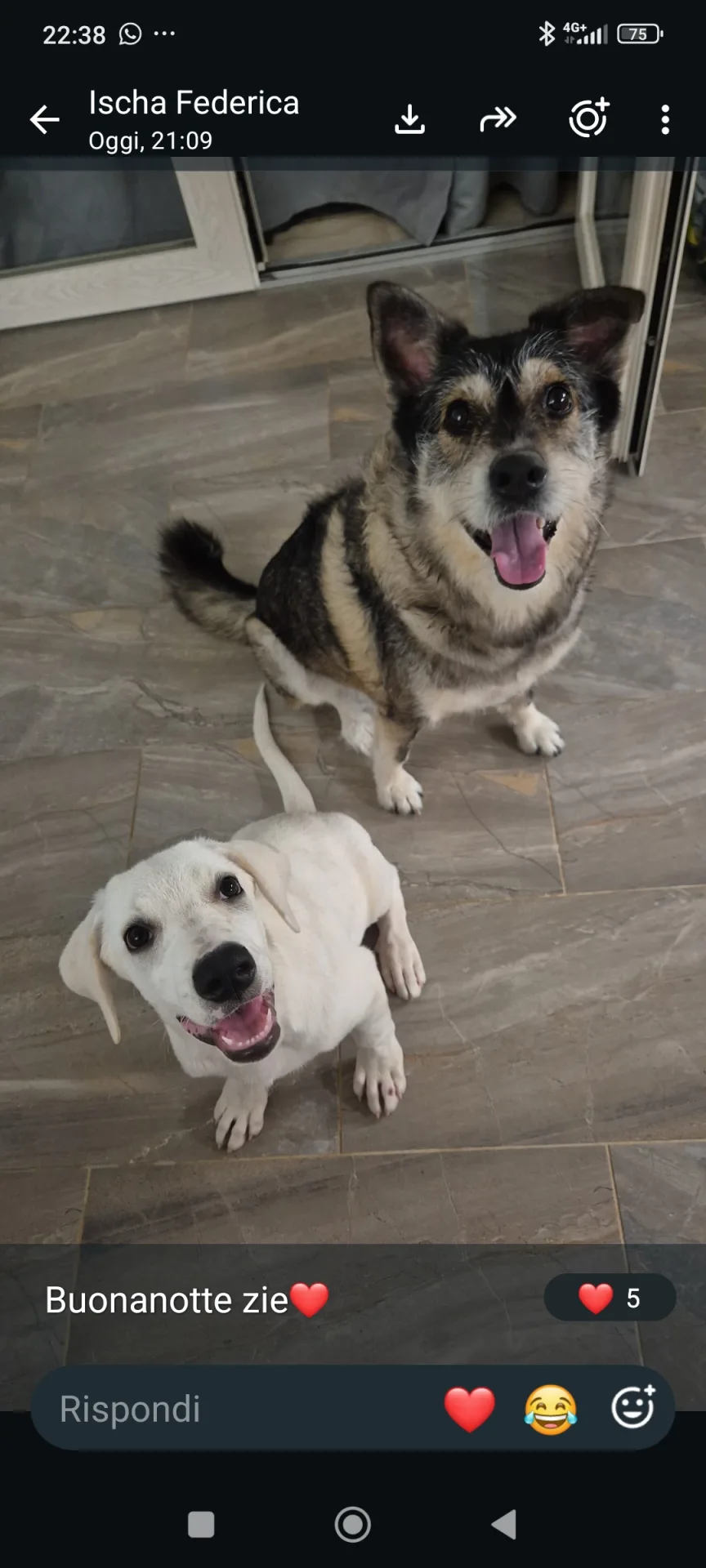 Olaf, cane Meticcio in adozione a Trapani - foto 1