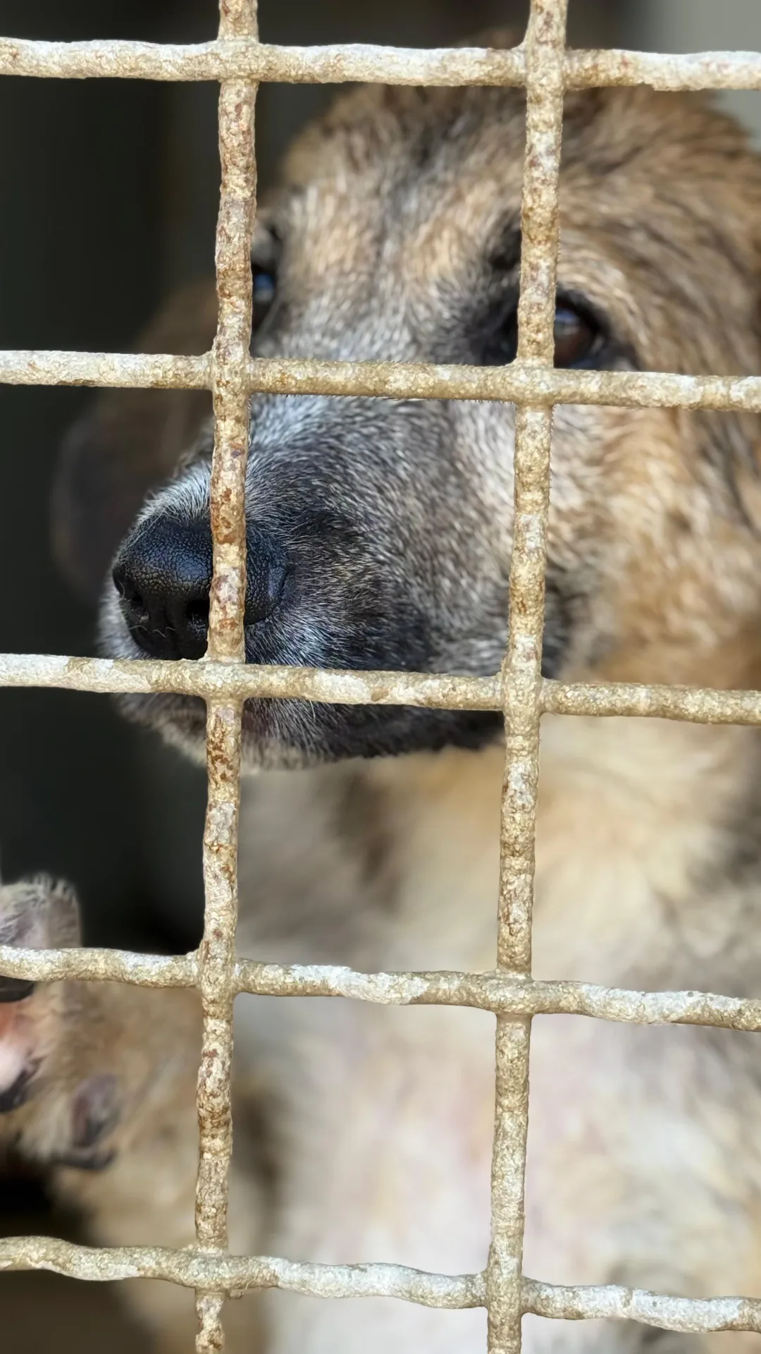 Lilla, cane Meticcio in adozione a Trapani - foto 3