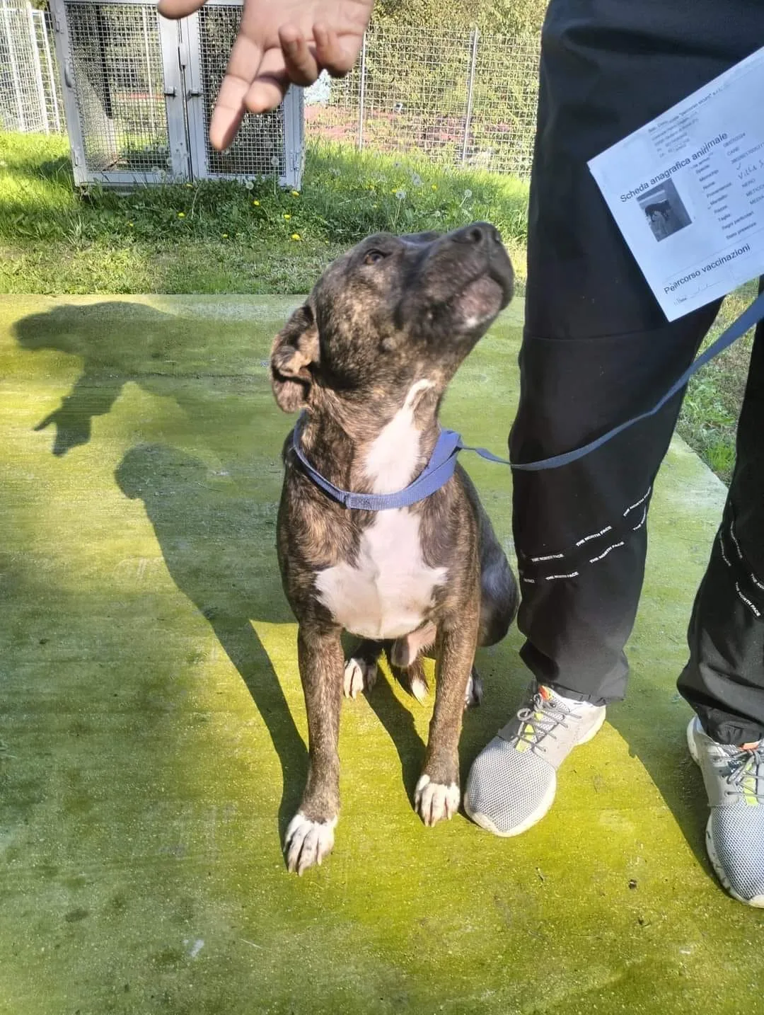 Apollo, cane meticcio in adozione a Latina - foto 5