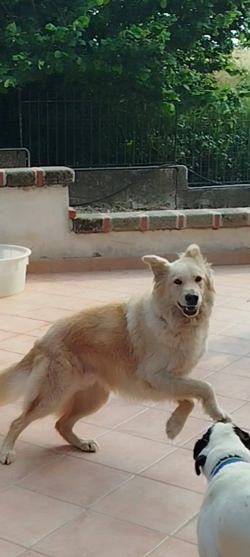 Master, cane meticcio in adozione a Latina - foto 4