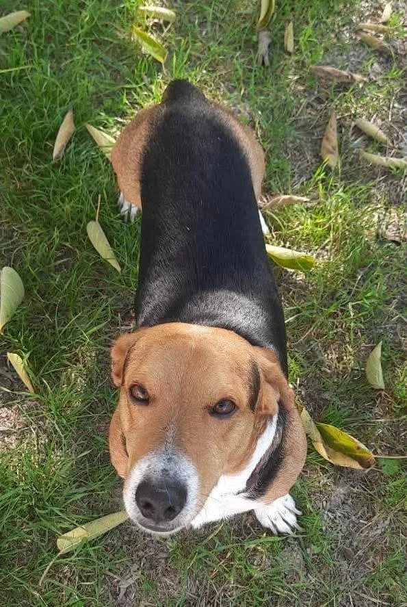 Bruno, cane meticcio in adozione a Latina