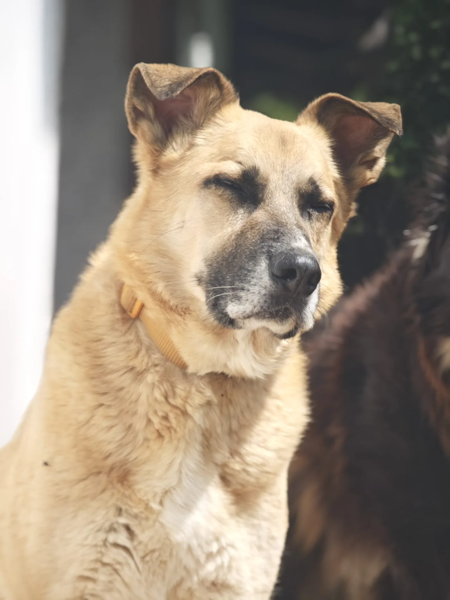 Frank, cane Meticcio simil pastore tedesco in adozione a Brescia - foto 2