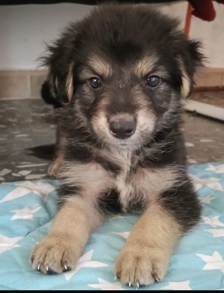 Adam, cane Meticcia in adozione a Taranto