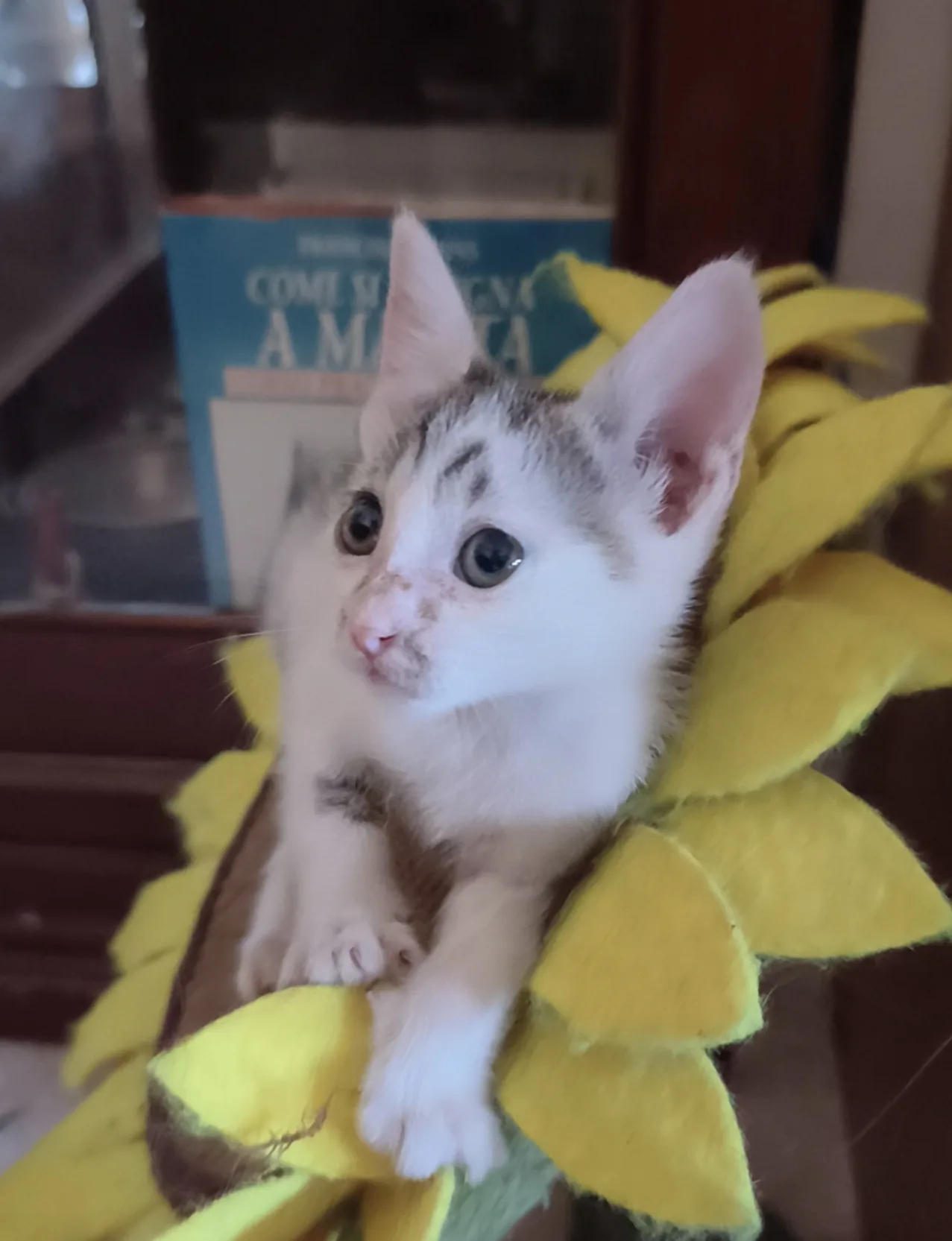 Chicco, gatto Europeo in adozione a Latina - foto 2